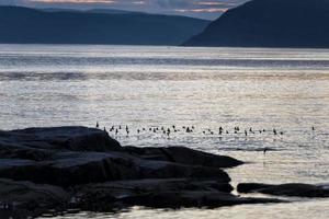 aves volador cerca el apuntalar foto