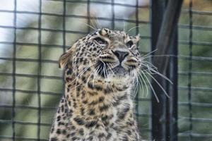 jaguar leopardo chetaa cerrar retrato foto