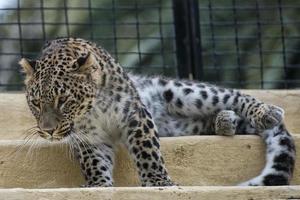 jaguar leopardo chetaa cerrar retrato foto