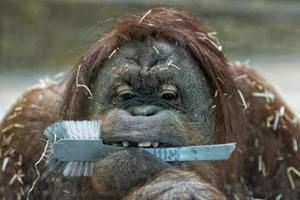 orang utan monkey close up portrait photo