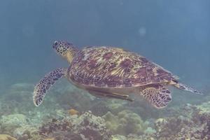 turtle coming to you underwater photo