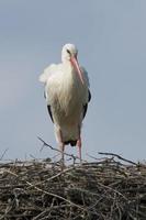 Isolated stork on the sky background photo