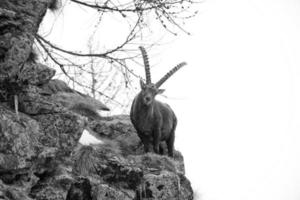 ciervo cabra montés largo cuerno oveja Steinbock en negro y blanco foto