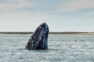 grey whale mother and calf photo