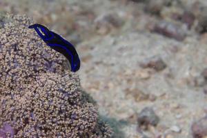 Blue flat worm portrait photo