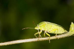 green beatle insect macro close up detail photo