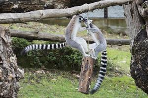 lemur monkey while jumping photo