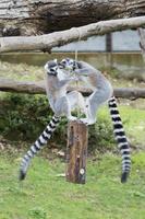 lemur monkey while jumping photo