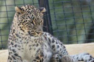 Jaguar Leopard Chetaa close up portrait isolated photo