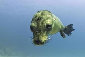 Puppy sea lion underwater looking at you photo