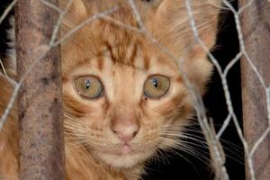 Newborn Baby cat while hiding photo