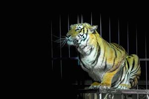 Caged Circus Tiger ready to attack looking at you photo