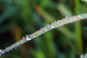 Close-up of morning dew water on a part of a plant leaf. photo