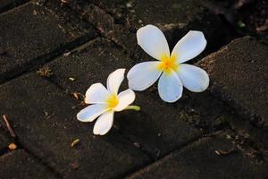 Plumeria alba flower is a species of the genus Plumeria. it has narrow elongated leaves, large white flowers and a strong aroma. photo