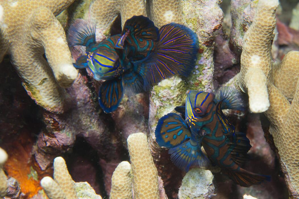 Mandarin Fish Stock Photos, Images and Backgrounds for Free Download