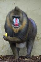 Isolated Mandrill Monkey portrait photo