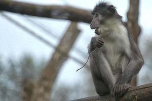 Cercocebus atys monkey photo