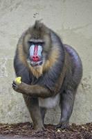 Isolated Mandrill Monkey portrait photo