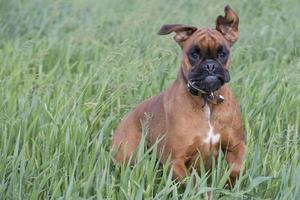 Isolated boxer young puppy dog while jumping on green grass photo