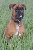 Isolated boxer young puppy dog while jumping on green grass photo