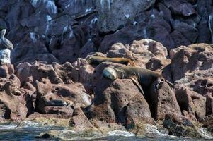 californian sea lion seals relaxing photo