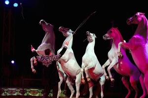 caballos blancos de circo rampante foto