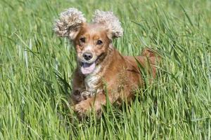Isolated english cocker spaniel on the grass background photo
