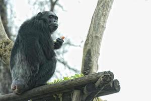 Ape chimpanzee monkey looking at you photo