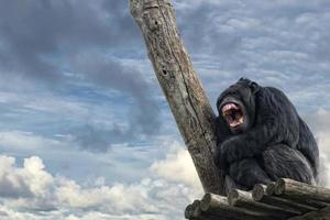 Ape chimpanzee monkey while yawning photo