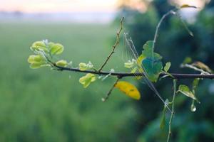 Close-up of morning dew water on a part of a plant leaf. photo