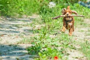 A dog cocker spaniel running to you photo