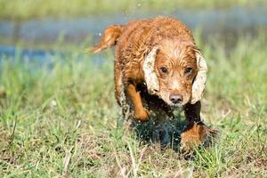 Happy Dog English cocker spaniel while running to you photo