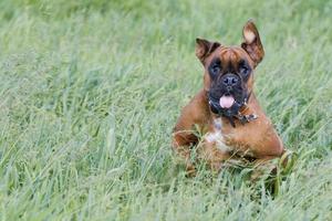 Isolated boxer young puppy dog while jumping on green grass photo
