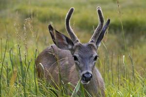 Isolated  young deer looking at you on a grass background photo