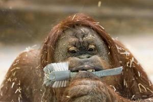 orang utan monkey close up portrait at the zoo photo