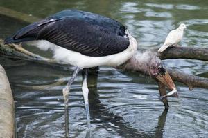 Marabu bird while eating a fish photo