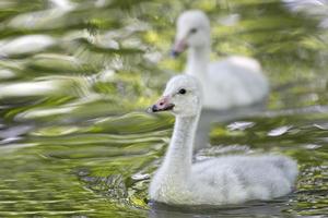 Baby Swan portrait looking at you photo