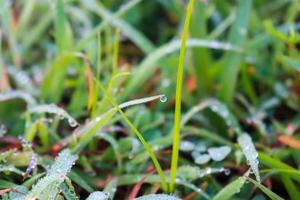 Close-up of morning dew water on a part of a plant leaf. photo