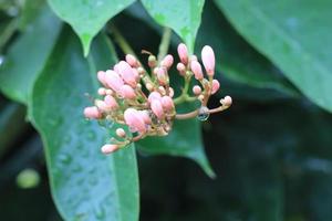Jatropha integerrima or Peregrina, commonly known as peregrina, is a shrub of a species of compound flowering plant in the euphorbia family. photo