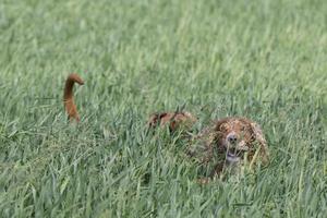 Isolated boxer young puppy dog while jumping on green grass photo