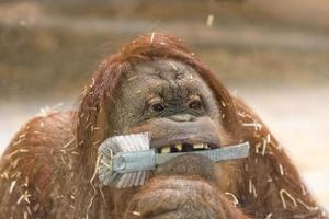 Retrato de cerca de mono orangután en el zoológico foto