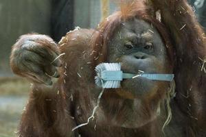 retrato de primer plano de mono orangután foto