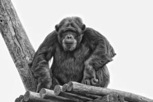 Ape chimpanzee monkey in black and white photo