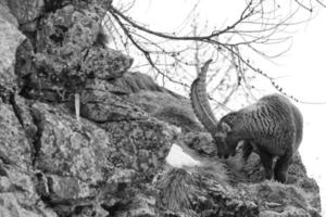 Deer ibex long horn sheep Steinbock in black and white photo