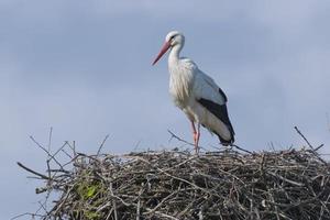 Isolated stork on the sky background photo