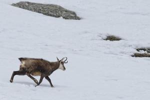 Chamois deer in the snow background photo