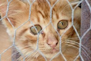 gato bebé recién nacido mientras se esconde foto