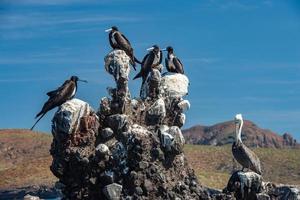 Frigate birds on a  rock photo