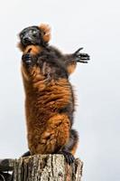 lemur monkey while spreading arms to the sun photo