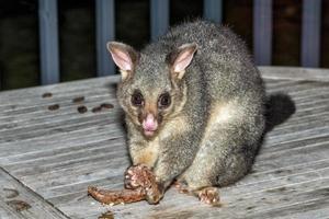 mapache zarigüeya de cola de cepillo en la isla canguro foto